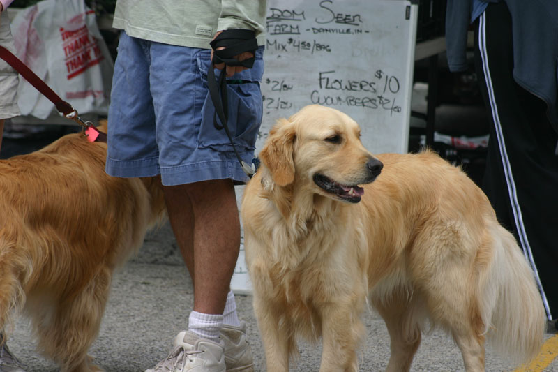 Random Rippling - Happy Dog