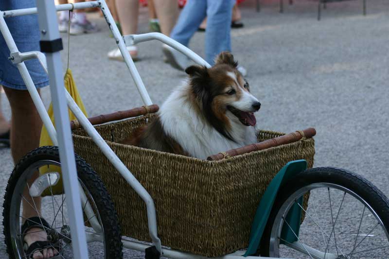 Lacey enjoyed riding around the market.