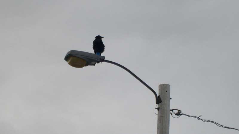 Poetic Thoughts - Alyeska Resort of Girdwood, Alaska - by C.W. Pruitt II