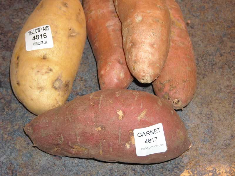 Recipes: Then & Now - Sweet Potatoes - by Douglas Carpenter 