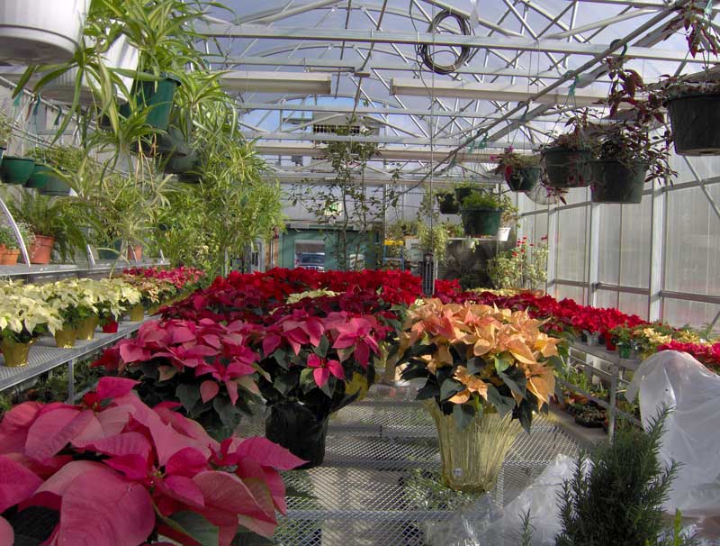 ISBVI Christmas tree & Poinsettia annual sale - By Mario Morone