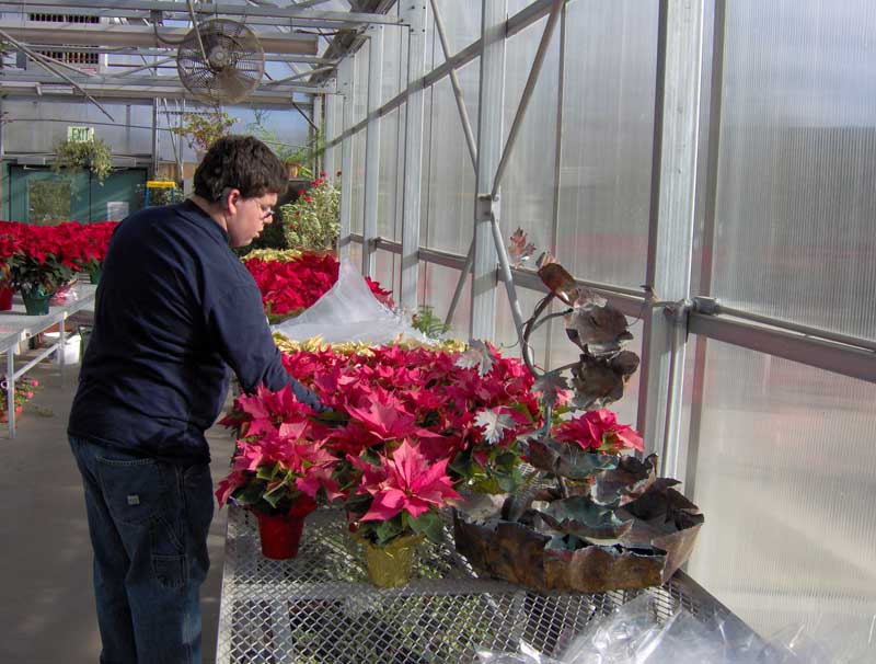 ISBVI Christmas tree & Poinsettia annual sale - By Mario Morone