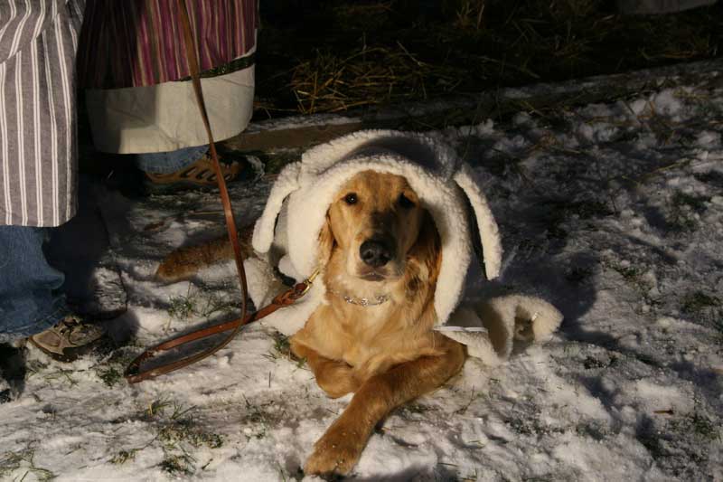 the sheep actor wasn't too fond of his costume, but did wear it long enough for this photo