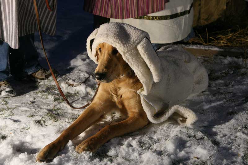 Random Rippling - Live nativity