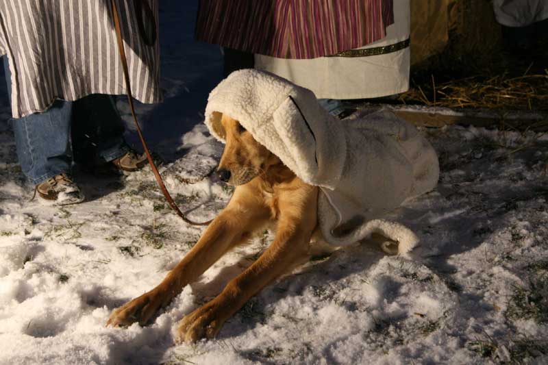 Random Rippling - Live nativity