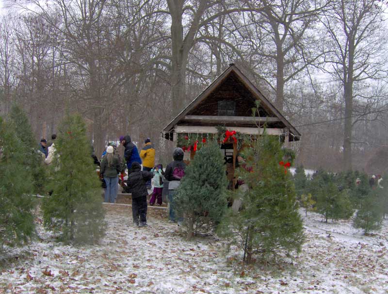 Christmas trees in front of ISBVI cabin