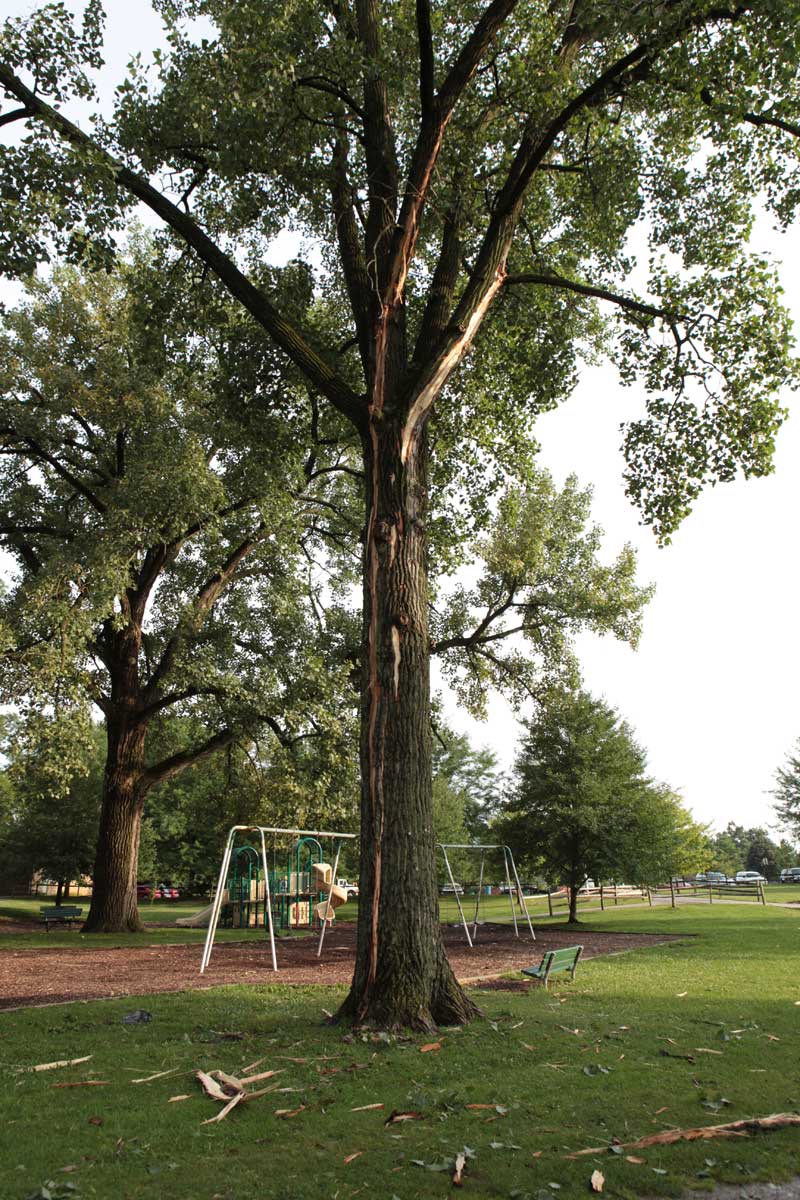 Random Rippling - Jazz in the Park - Cynthia Layne