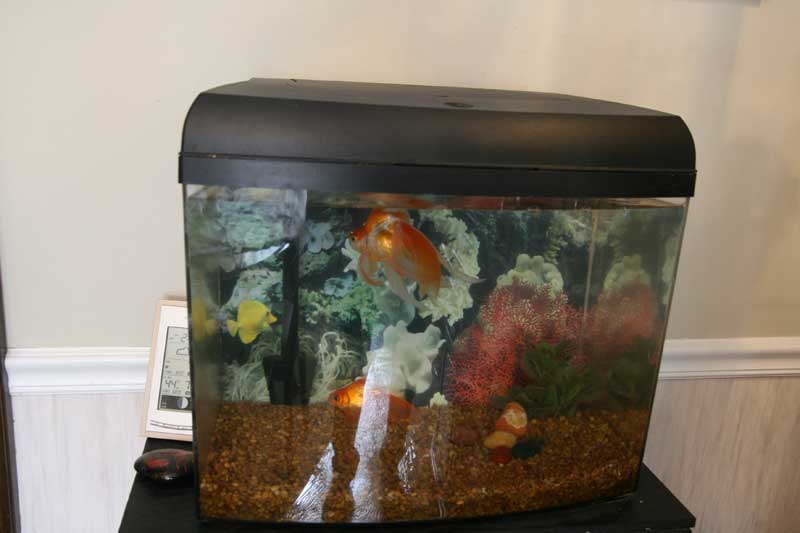 a fish at 6157 Park Avenue