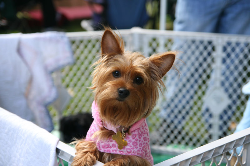 Random Rippling - Paws in the Park 