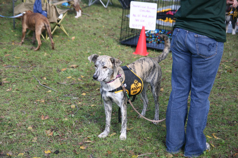 Random Rippling - Paws in the Park 