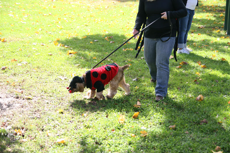 Random Rippling - Paws in the Park 