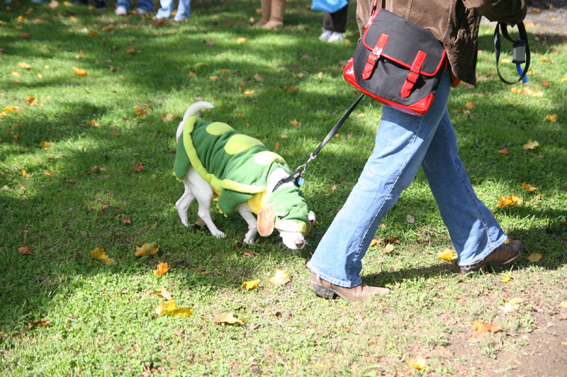 Random Rippling - Paws in the Park 