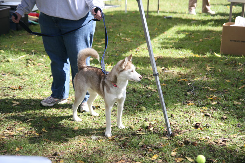 Random Rippling - Paws in the Park 