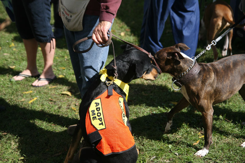 Random Rippling - Paws in the Park 