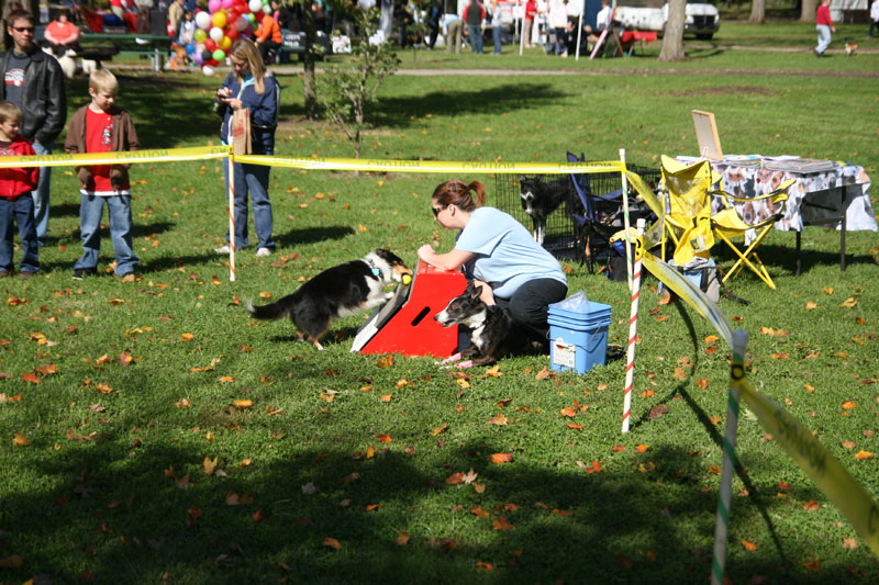 Random Rippling - Paws in the Park 