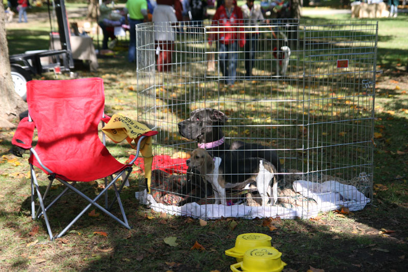 Random Rippling - Paws in the Park 