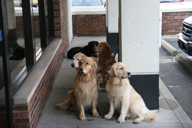 Random Rippling - dogs at Einstein 