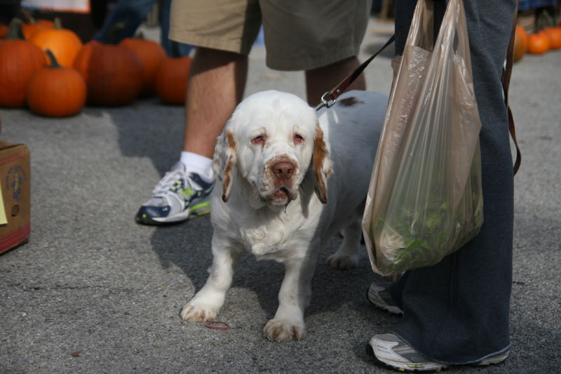This doggie was spotted at the October 17 market.