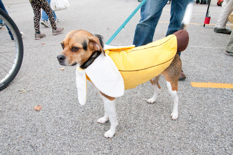 Ollie dressed up in his banana costume for the October 31 market at BRHS.