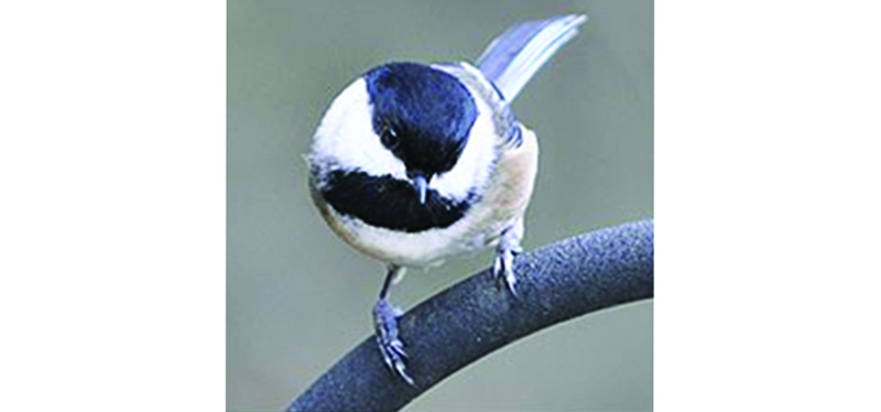 Image by 2009 GBBC participant: Black-capped Chickadee by Rodney Smith, WA