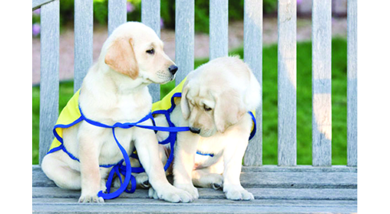 Two Canine Companions puppies ready to go to volunteer puppy raisers.