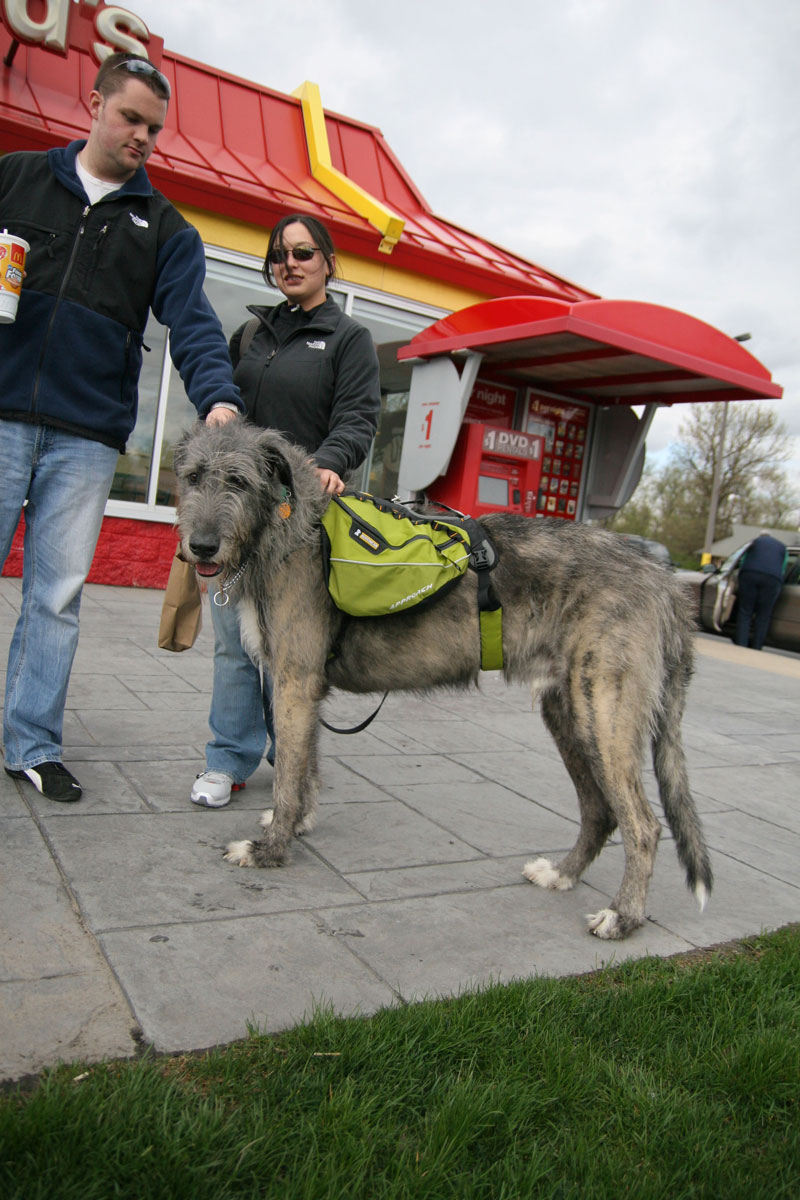 Random Rippling - huge doggie at McDonald's