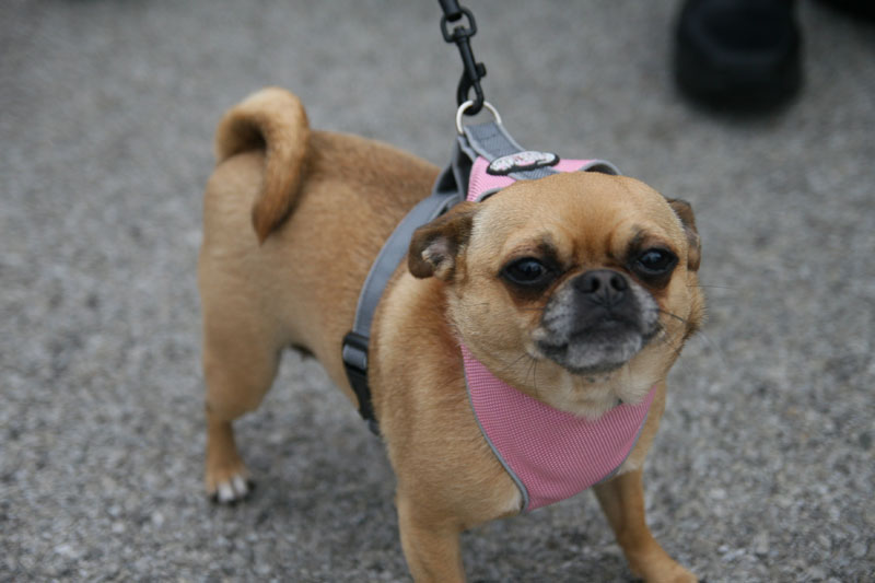 Lily found the market quite enjoyable.