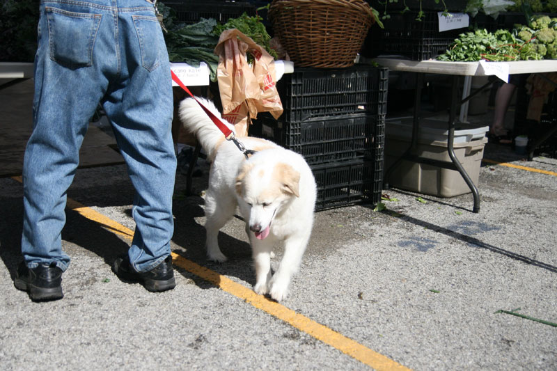 Farmers Market June 19, 2010