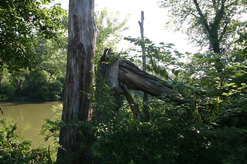 DNR inspects riverbank after honeysuckle removal - by Thomas P. Healy