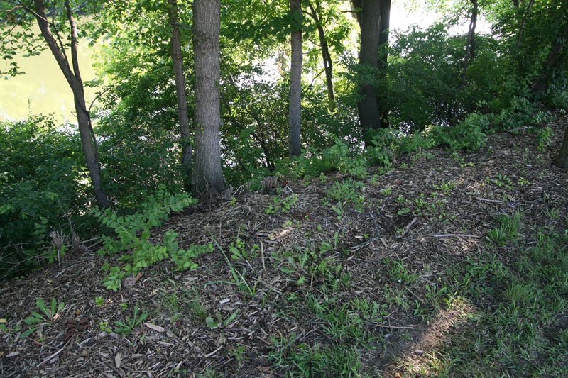 Invasive honeysuckle was cut down and woodchips were applied.