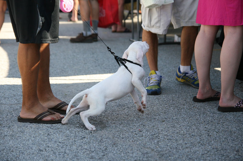 Farmers Market July 17, 2010