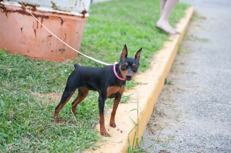 Daisy checking out the passing folk at the market