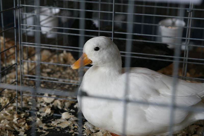 Random Rippling - Gazette-connected State Fair winners and Fair photos