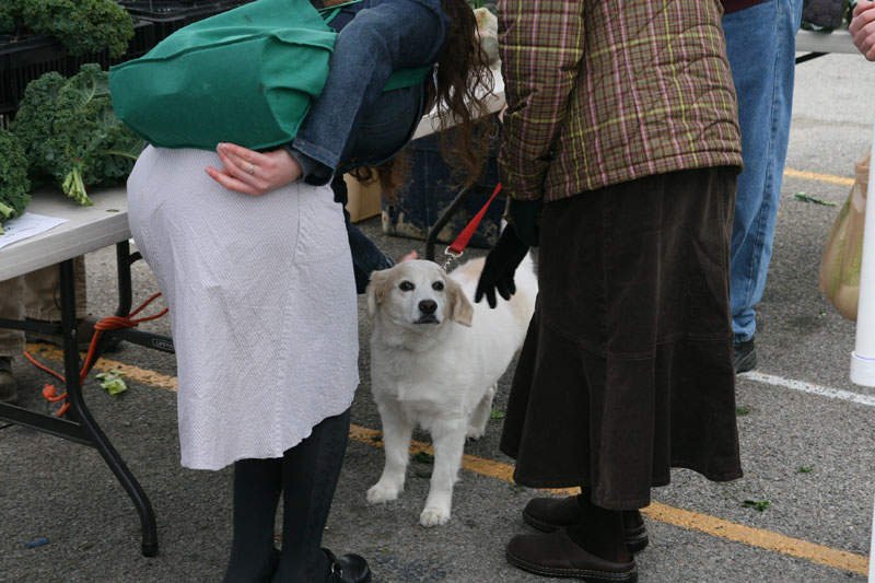 Buddy the dog got lots of attention at the last Farmers Market of the year.