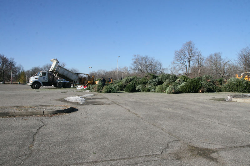 Random Rippling - Christmas tree recycling