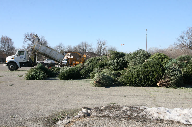 Random Rippling - Christmas tree recycling