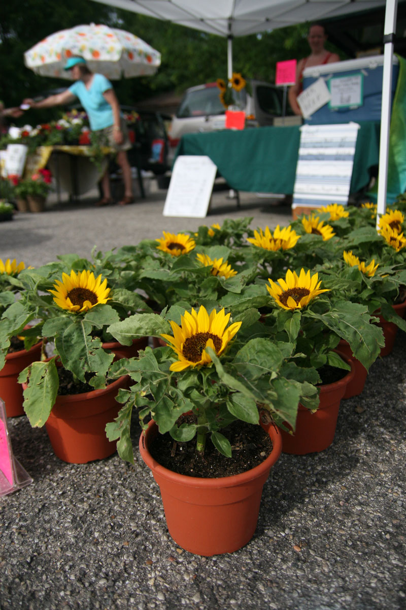 Farmers Market June 1, 2011