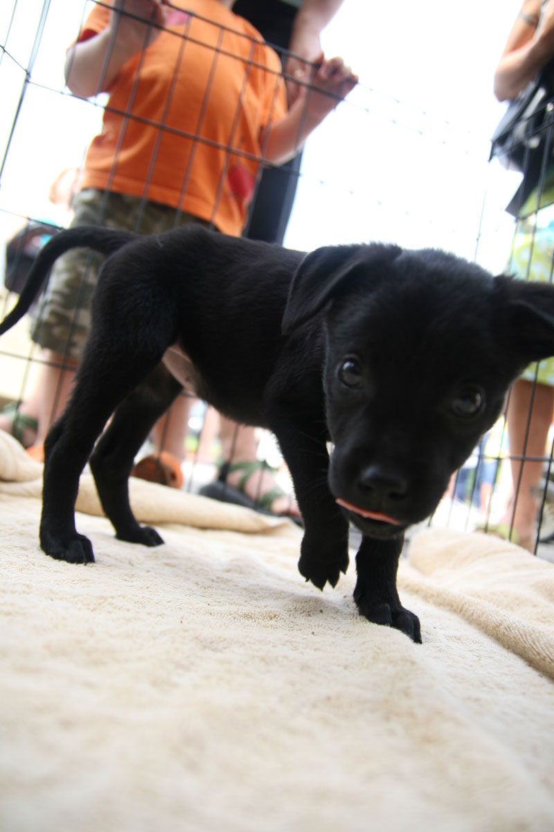 A new puppy at the Alliance for Responsible Pet Ownership tent.