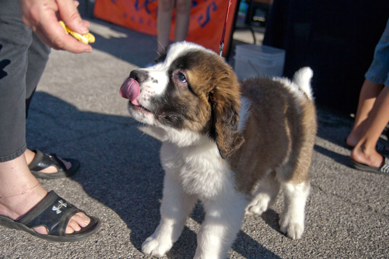 Trouble is ready for his treat from the Three Dog Bakery booth at the market.