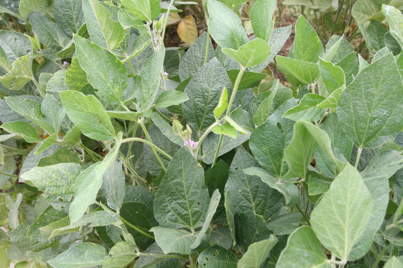 Soybeans!