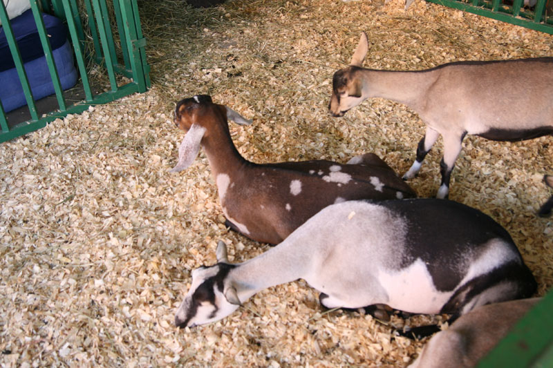 INDIANA STATE FAIR