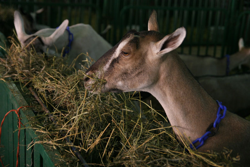 INDIANA STATE FAIR