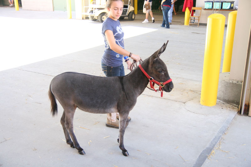 INDIANA STATE FAIR