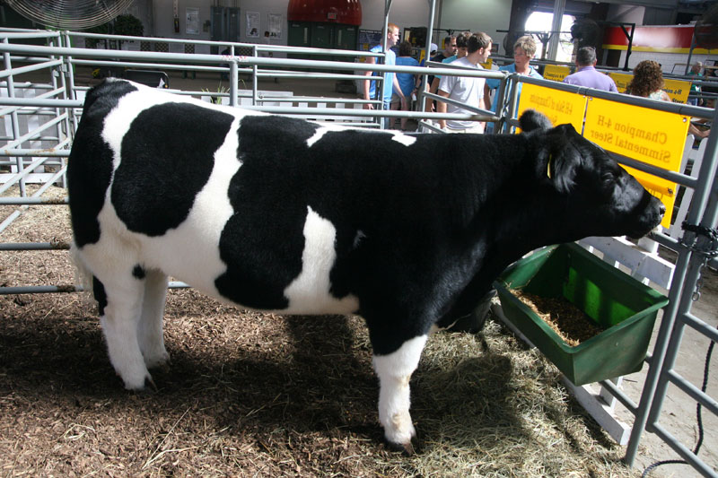 INDIANA STATE FAIR