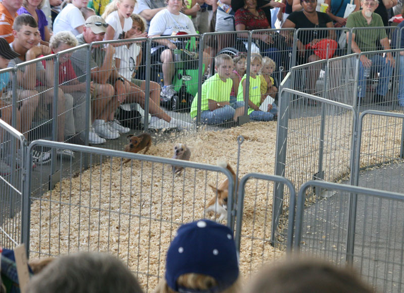 INDIANA STATE FAIR