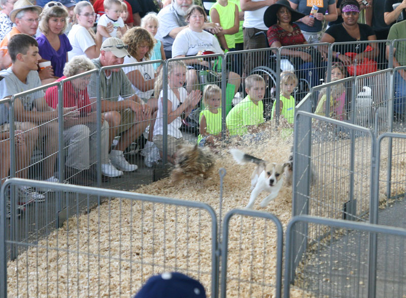 Fans cheer on the little doggies as they kick up the sawdust track at the Fido 500.
