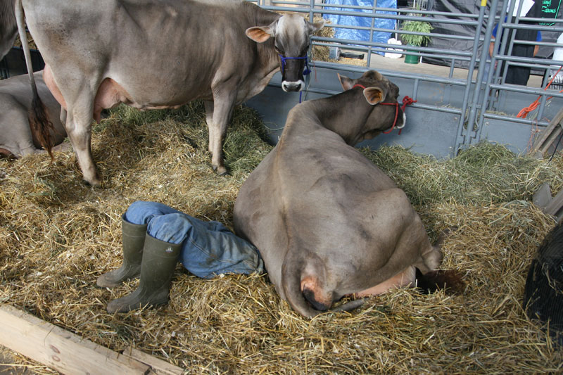 INDIANA STATE FAIR