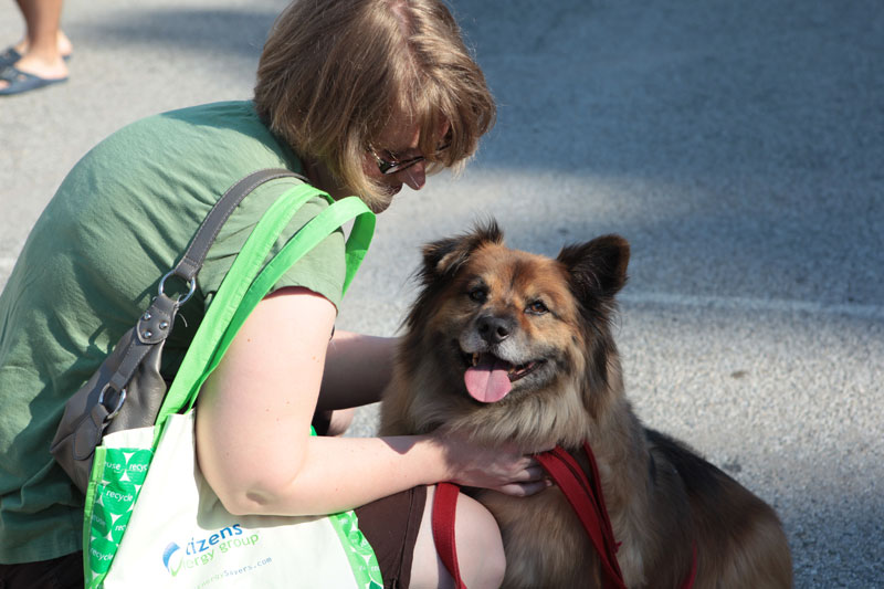 A handsome dog named Blake enjoyed the sunshine at the Broad Ripple Farmer's Market on August 13. Blake is a mix of Chow and Keeshond. Blake comes to the market often and always enjoys the visit.