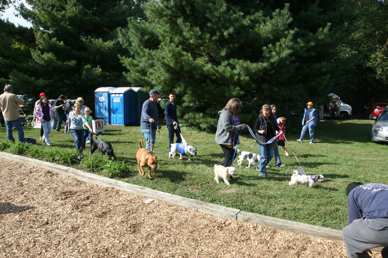 Random Rippling - dog parade 