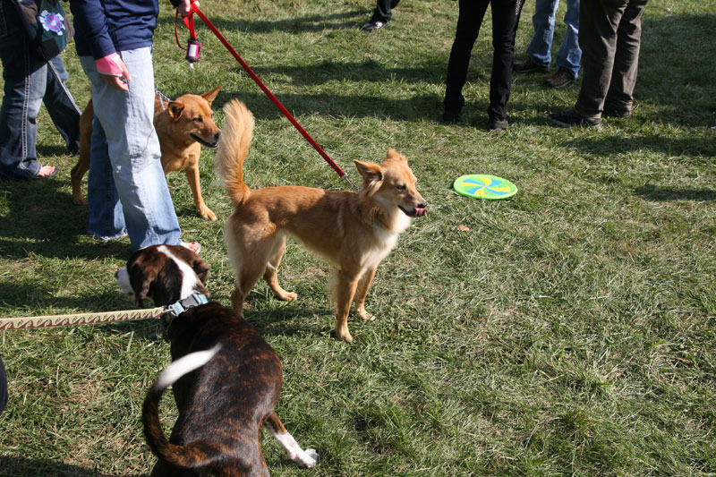 Random Rippling - dog parade 